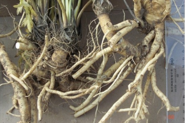 1629200285291272.jpg 1629200281(1).jpg