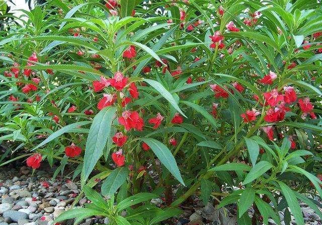 鳳仙花又叫指甲花,應該如何播種