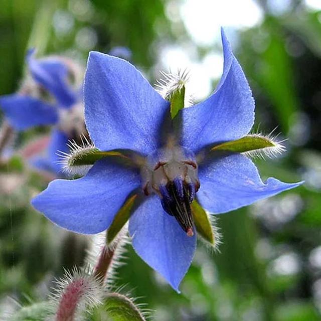 琉璃苣的花語和寓意,有什么傳說故事?