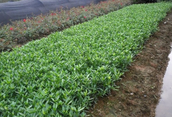 1629201741430301.jpg 1629201737(1).jpg