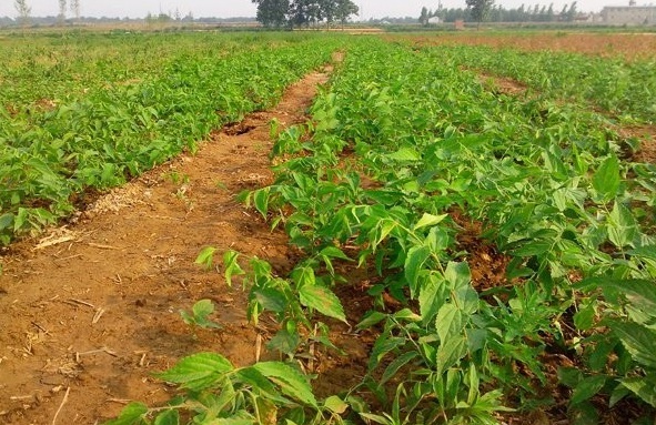 1629241528979446.jpg Q3_1[Q6$~{DT@CR1$2414Z4.jpg