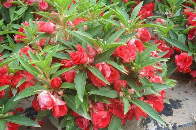 鳳仙花又叫指甲花，應該如何播種