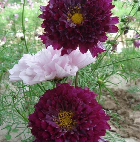 1629243260569715.jpg 5ZION%HL3OG4HX_$IZ(LQZN.jpg