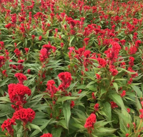 1629245445760653.jpg 3ZMU_5U8}9O[$BE)4AWPA8C.jpg