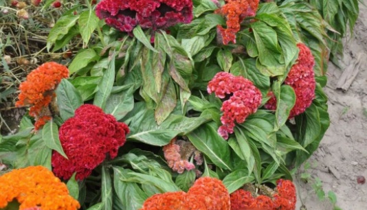 1629245460328262.jpg 1T6)}HJI`7VHNKUU[SHDN[Y.jpg