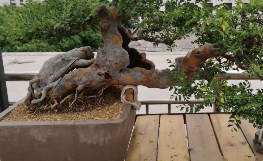 1629248609745791.jpg X[P1_ID)$~H@BM59USHF4[2.jpg