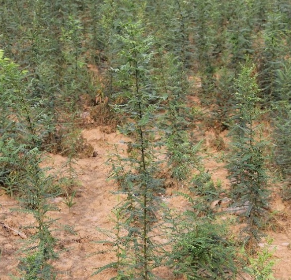 1629248811165730.jpg 5O(_HDRR46NZ~YCC2RO93O6.jpg