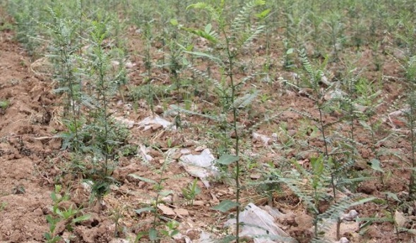 1629248824378519.jpg $3Y{@{IDIWL9OC1}4@`W_3D.jpg