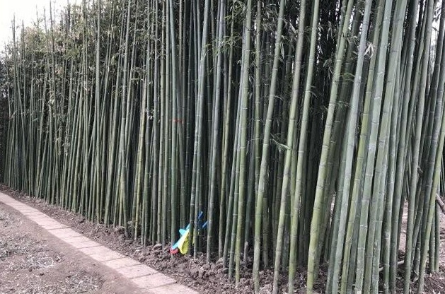 1629249252609675.jpg (BTC~TYN5$G$UL)755SB8WO.jpg