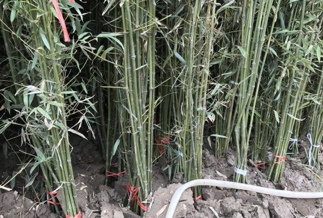 1629249274976838.jpg SZ}~P2BHXR08I[X`V25JWIJ.jpg