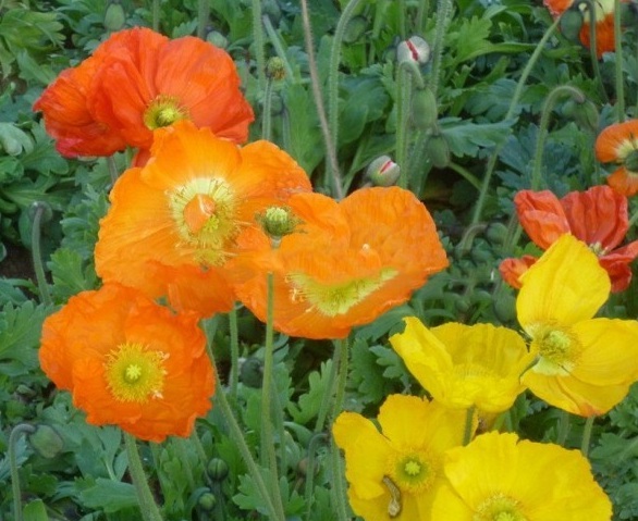 1629249337601234.jpg KE6OD2FX5X8Q%LTVP5R~[1R.jpg