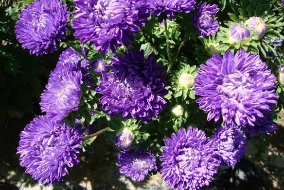 1629262703660677.jpg _74Z3X[DQGNFR9GAY8{V{}S.jpg