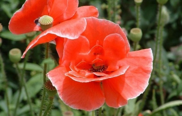 1629265010253902.jpg @9KAUA(6YFHHCCRQKONSX_F.jpg