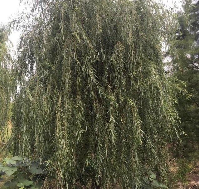 1629265117559116.jpg LHAMG}LA{@5IHNYMS548VDM.jpg