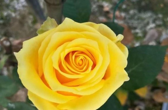 1629265774442777.jpg @CH6{JXZ7LGCN(@88Y(06}5.jpg