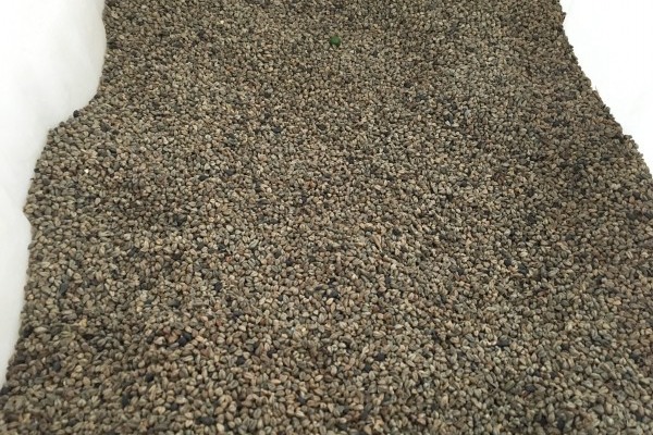 黑苦蕎種子多少錢一斤