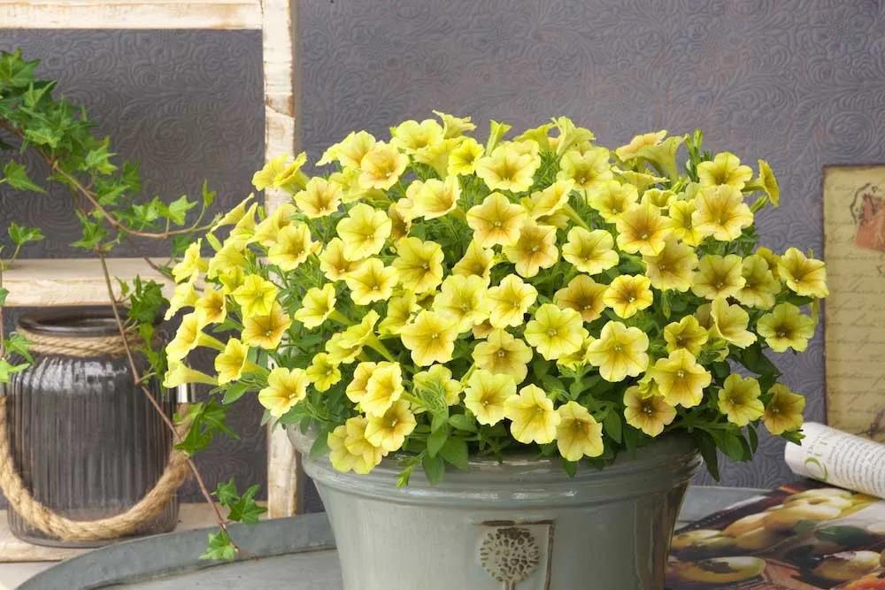 春天種子矮牽牛如何選擇如何養(yǎng)護(hù)