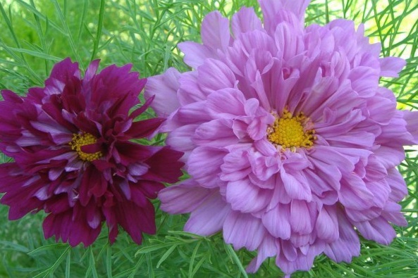 1629271725960801.jpg 56I310J%@@Q1{0NVZ5(ZNNR.jpg