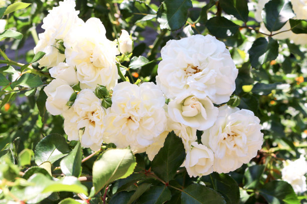 1629276219366601.jpg 1629276219366601.jpg