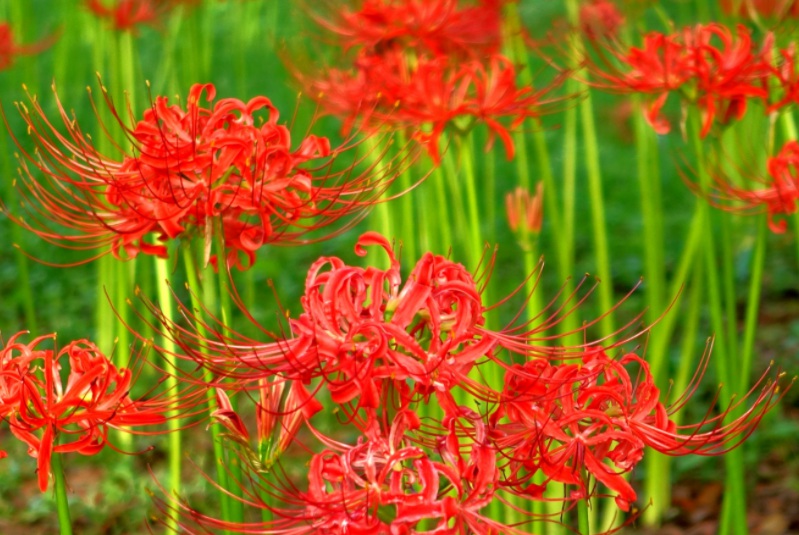 1629296735880050.jpg 石蒜花1111111111111111.jpg