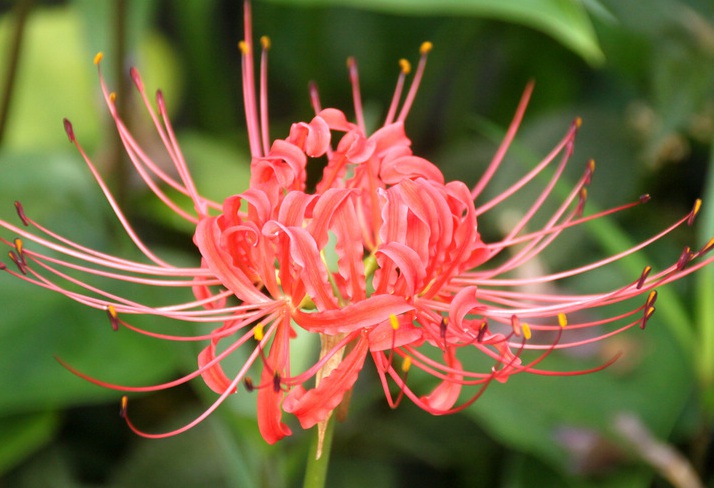 1629296796585488.jpg 石蒜花3333333333333333333.jpg