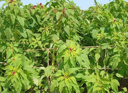 1629334667715396.jpg image.jpg