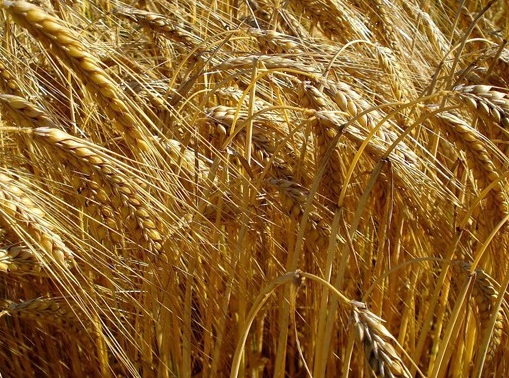 1629335297824987.jpg image.jpg