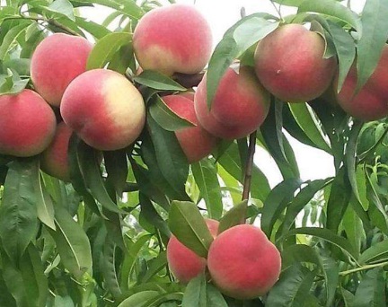 1629336441144265.jpg image.jpg