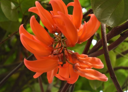 1629337475323957.jpg image.jpg