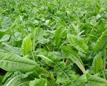 1629369989242035.jpg image.jpg