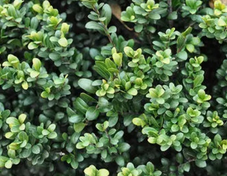 1629371291621370.jpg image.jpg