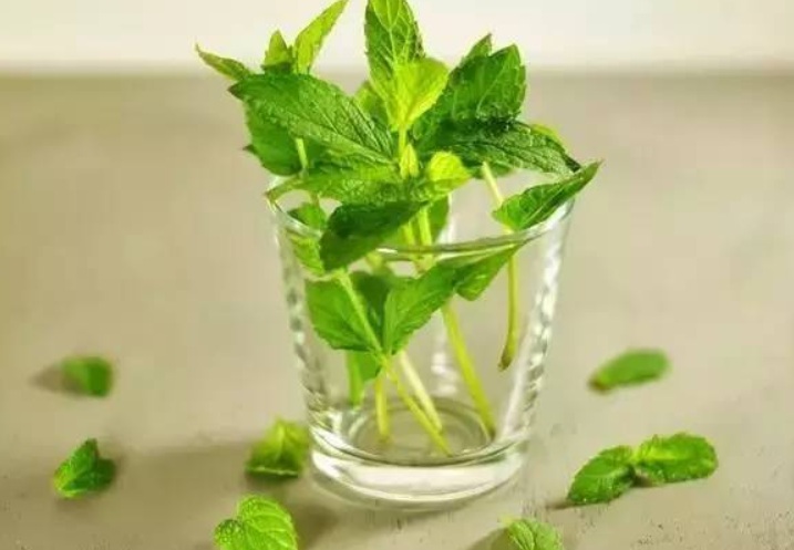 1629445962217822.jpg 薄荷222222222222222222222222.jpg