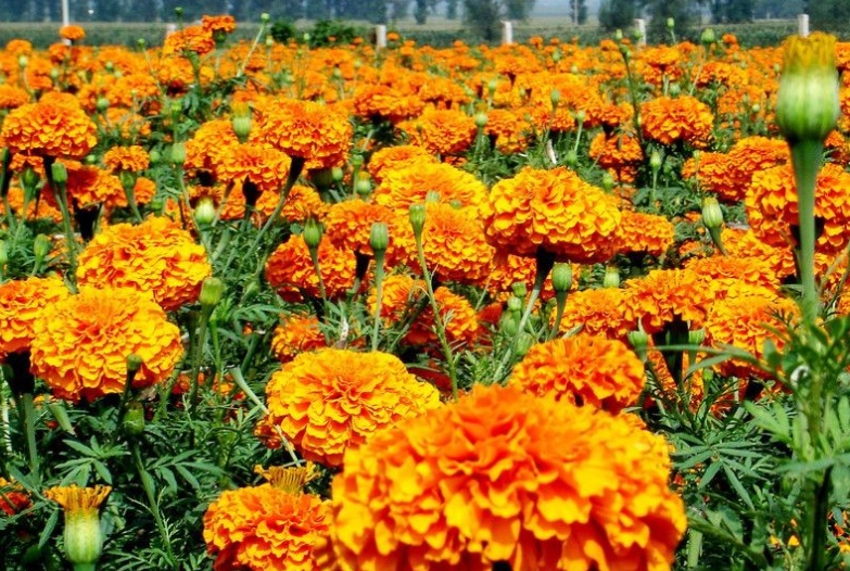 1629446748750958.jpg 萬壽菊33333333333333333333333.jpg