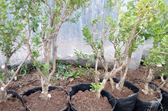 1629447036711311.jpg 3.jpg