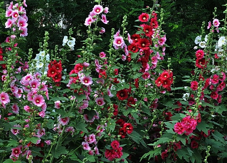 1629448727393628.jpg 蜀葵10101010.jpg