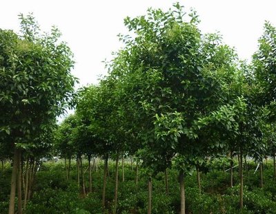 1629457911439371.jpg 1629457911439371.jpg