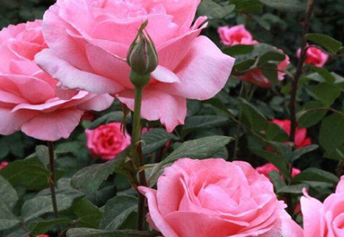 1629470150514197.jpg image.jpg