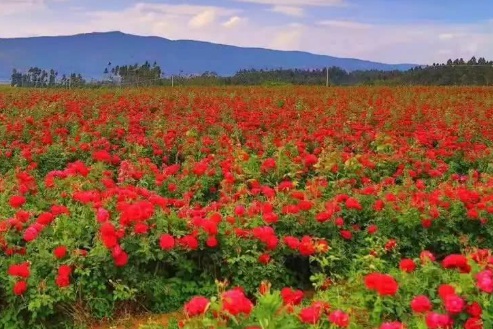 1629470160737470.jpg image.jpg