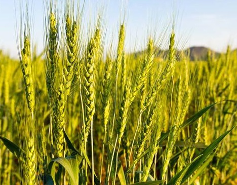 1629552773361666.jpg image.jpg