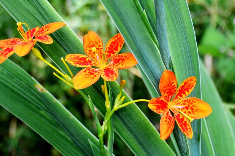 1629556948951430.jpg 射干33333333333333333.jpg