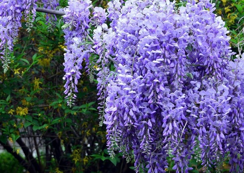 1629557437123753.jpg 紫藤6666666666.jpg