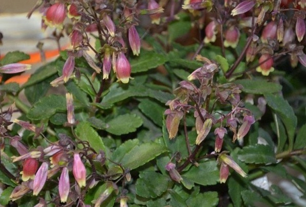 1629599667283090.jpg 3.jpg