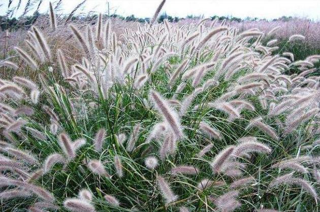 狼尾草的主要危害和防治辦法