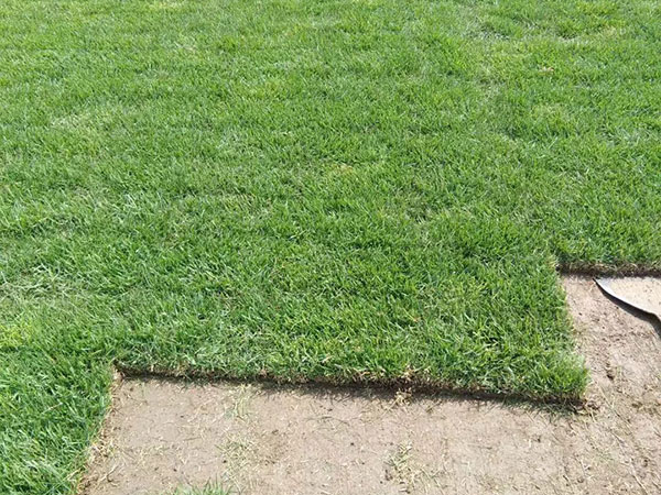 結(jié)縷草草坪圖片