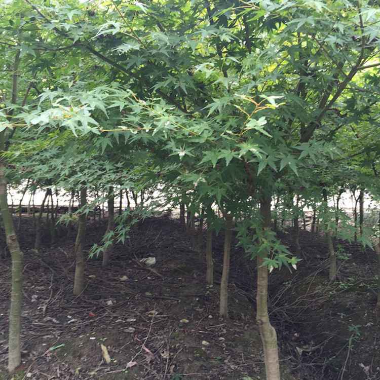 1629628080202312.jpg 1629628080202312.jpg