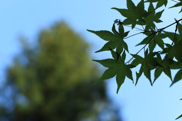 1629628099681258.jpg 6dfbf425238ff4832f8ce18609adbf04_t0164fb0cdbaf9db05b.jpg