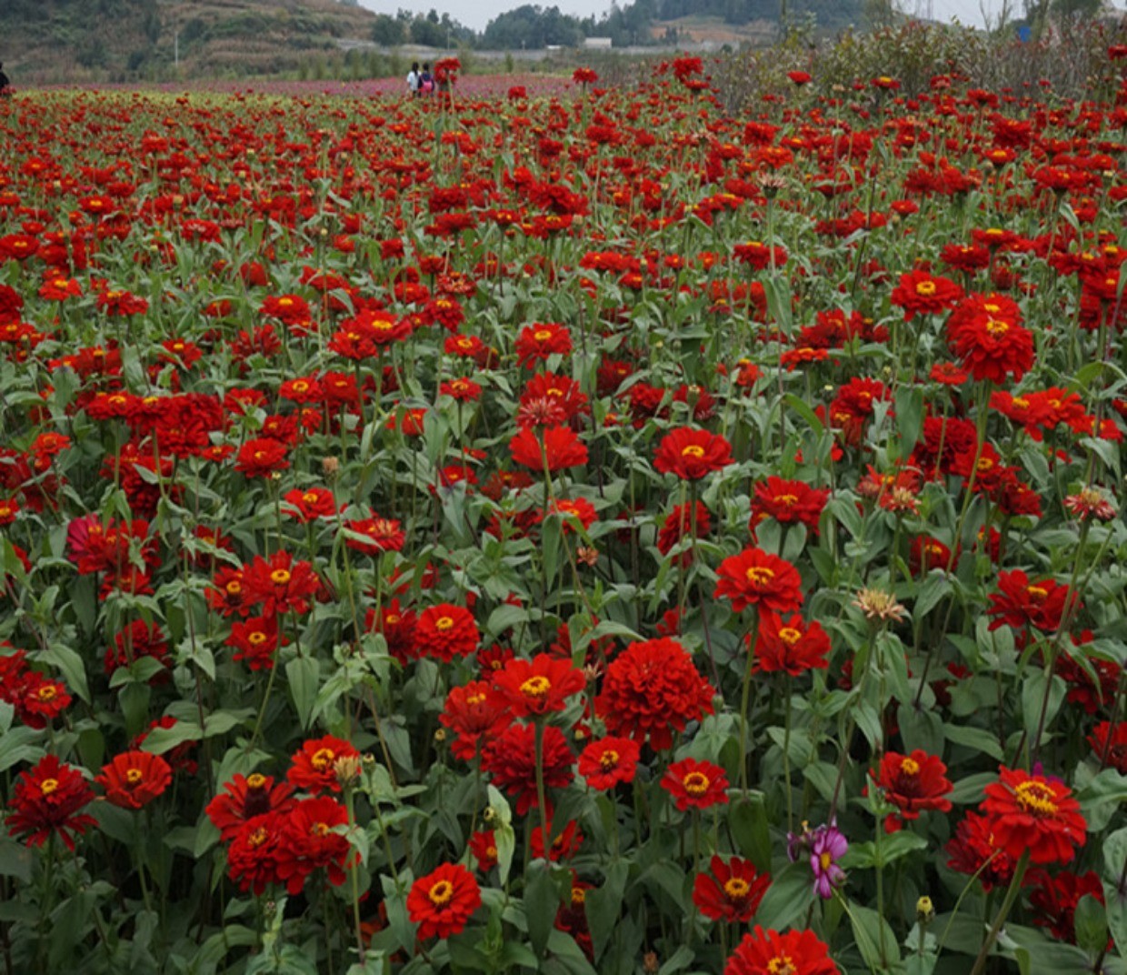 1629689841837021.jpg 1629689841837021.jpg