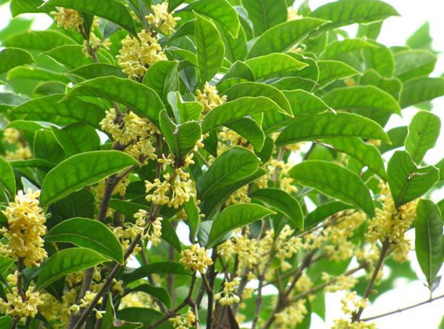 1629812949410071.jpg image.jpg