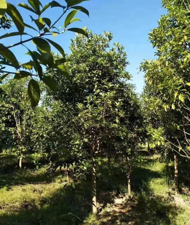 1629812970563397.jpg image.jpg