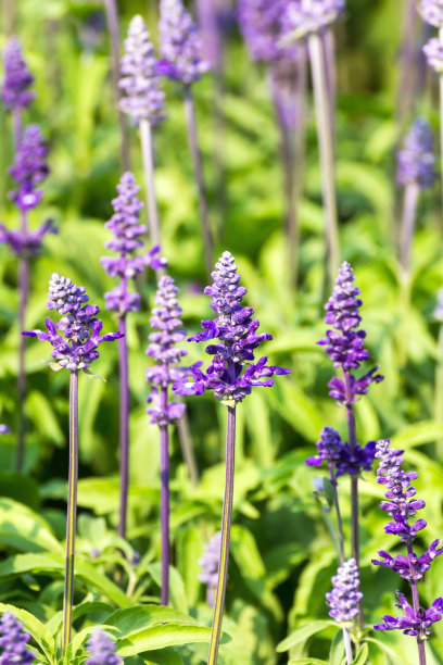 1629813104264345.jpg 1629813104264345.jpg